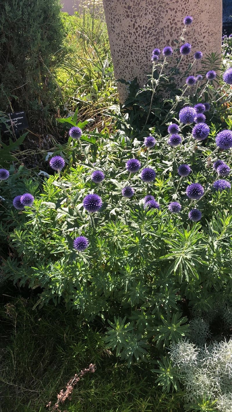 ルリタマアザミ（瑠璃玉薊）の花言葉とその魅力：美しい象徴の背景と用途