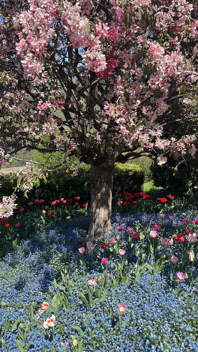 Discover the Elegance and Symbolism of Prairie Crabapple Flowers