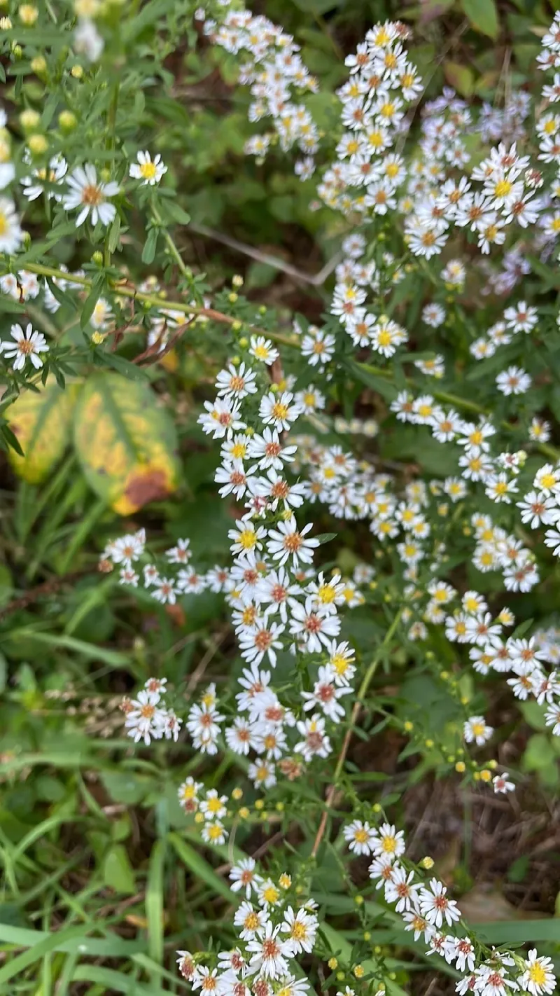 심피오트리쿰 라테리플로룸: 꽃말과 의미에 대한 깊은 이해
