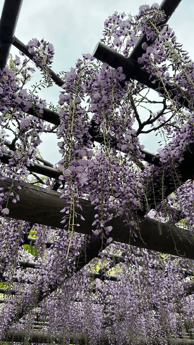 Discover the Allure and Symbolism of Japanese Wisteria