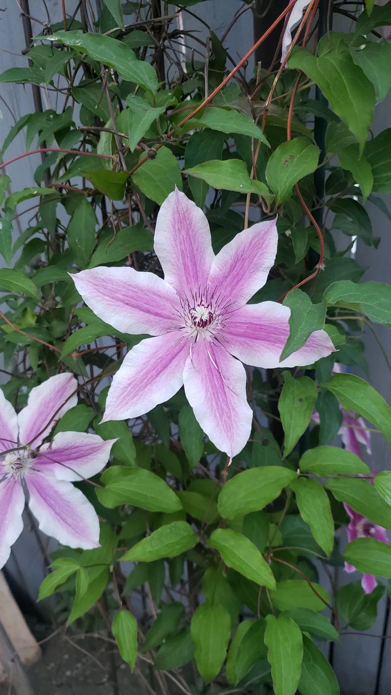 美しいテッセン(鉄線)の花言葉とその文化的な意味を探る