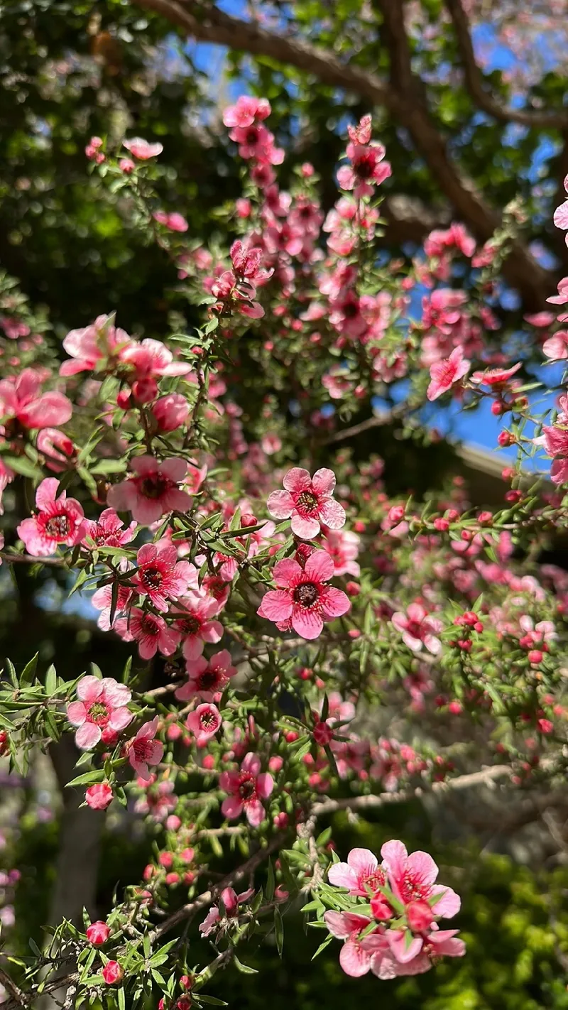 シャンティ」ー不完全さを受け入れる美しさ, image size:800x1422