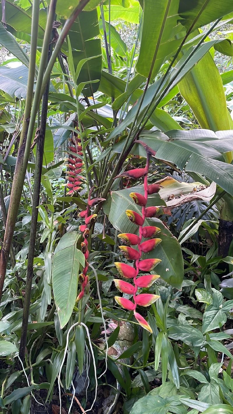 魅惑的な花言葉と歴史を持つ『ヘリコニア・ロストラータ』の魅力