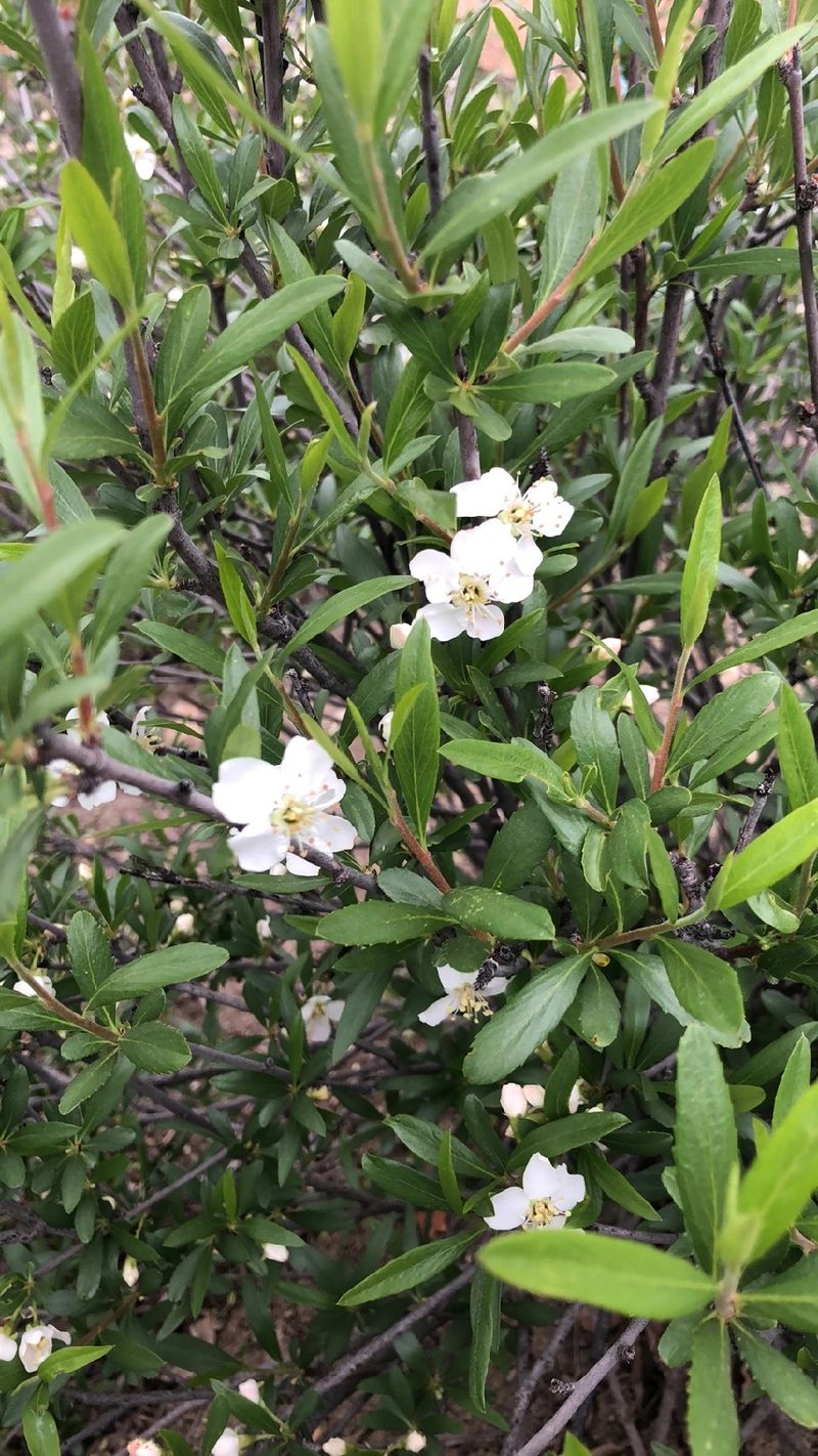 ✿花言葉✿プロフ必読☆彡 プルナス・プミラの魅力と花言葉：その歴史と意味を探る