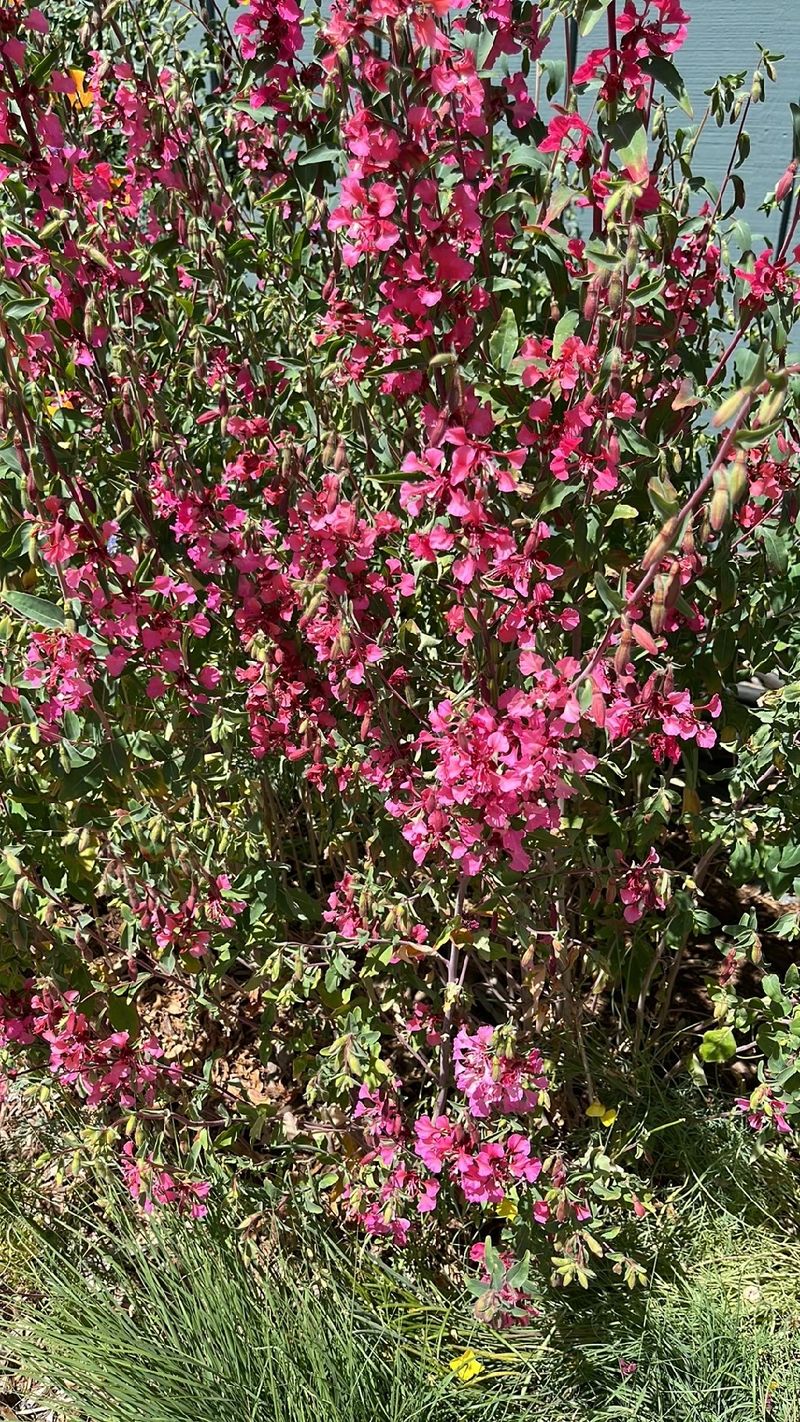 Discover the Beauty and Meaning Behind the Elegant Clarkia Flower