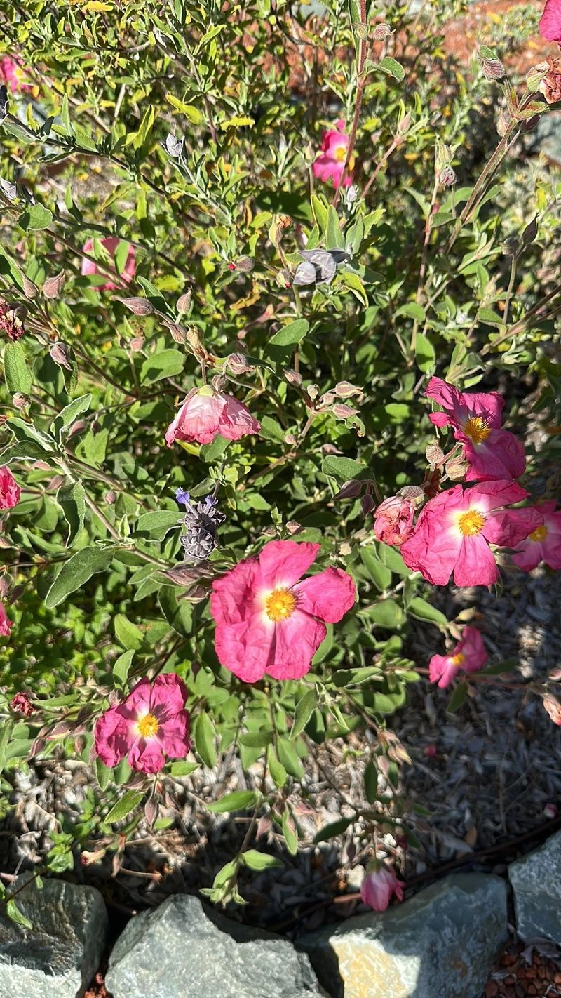 Exploring the Language and Meaning of Woods' Rose in Floral Culture