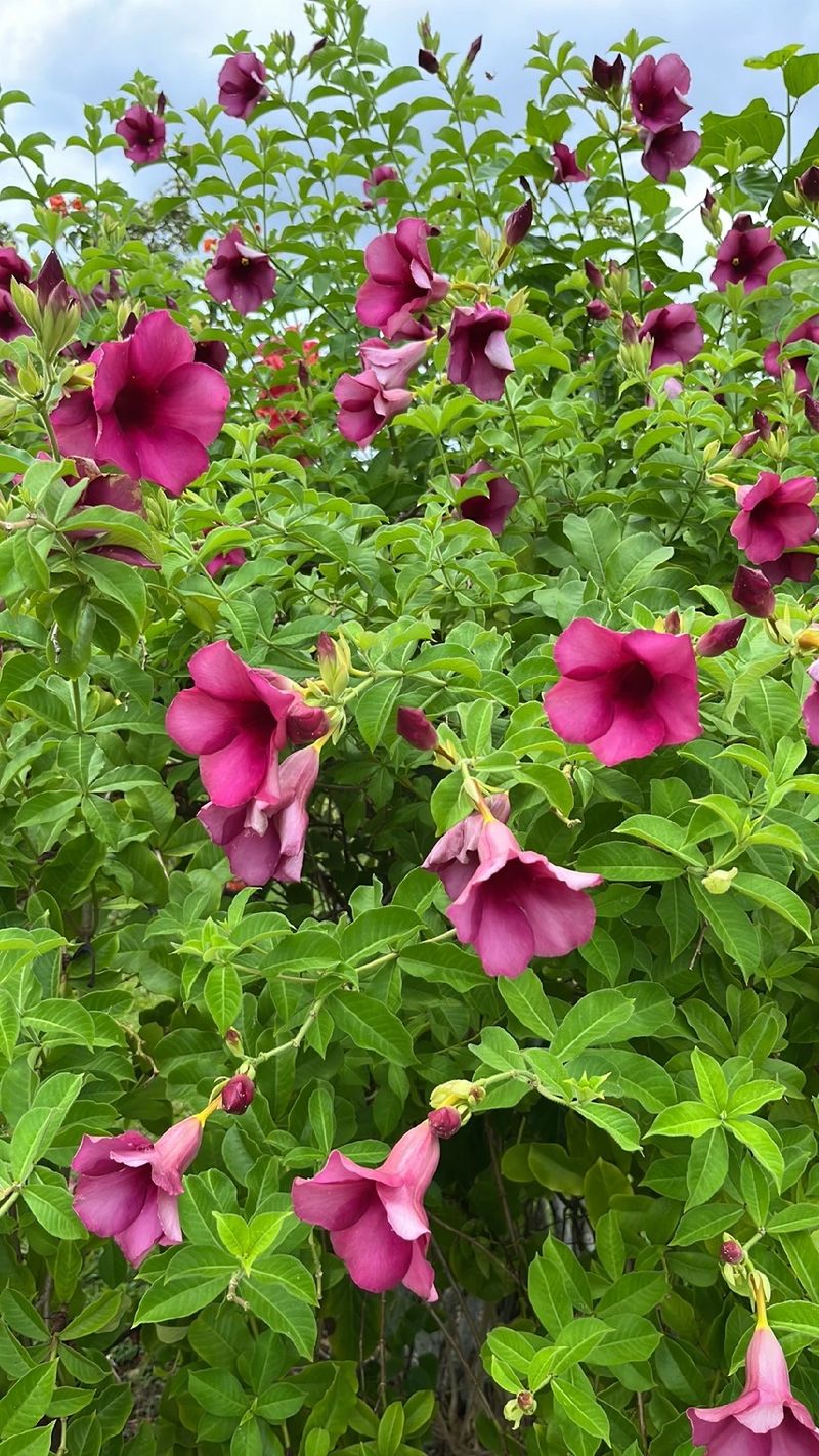 Exploring the Meaning and Beauty of the Purple Allamanda Flower