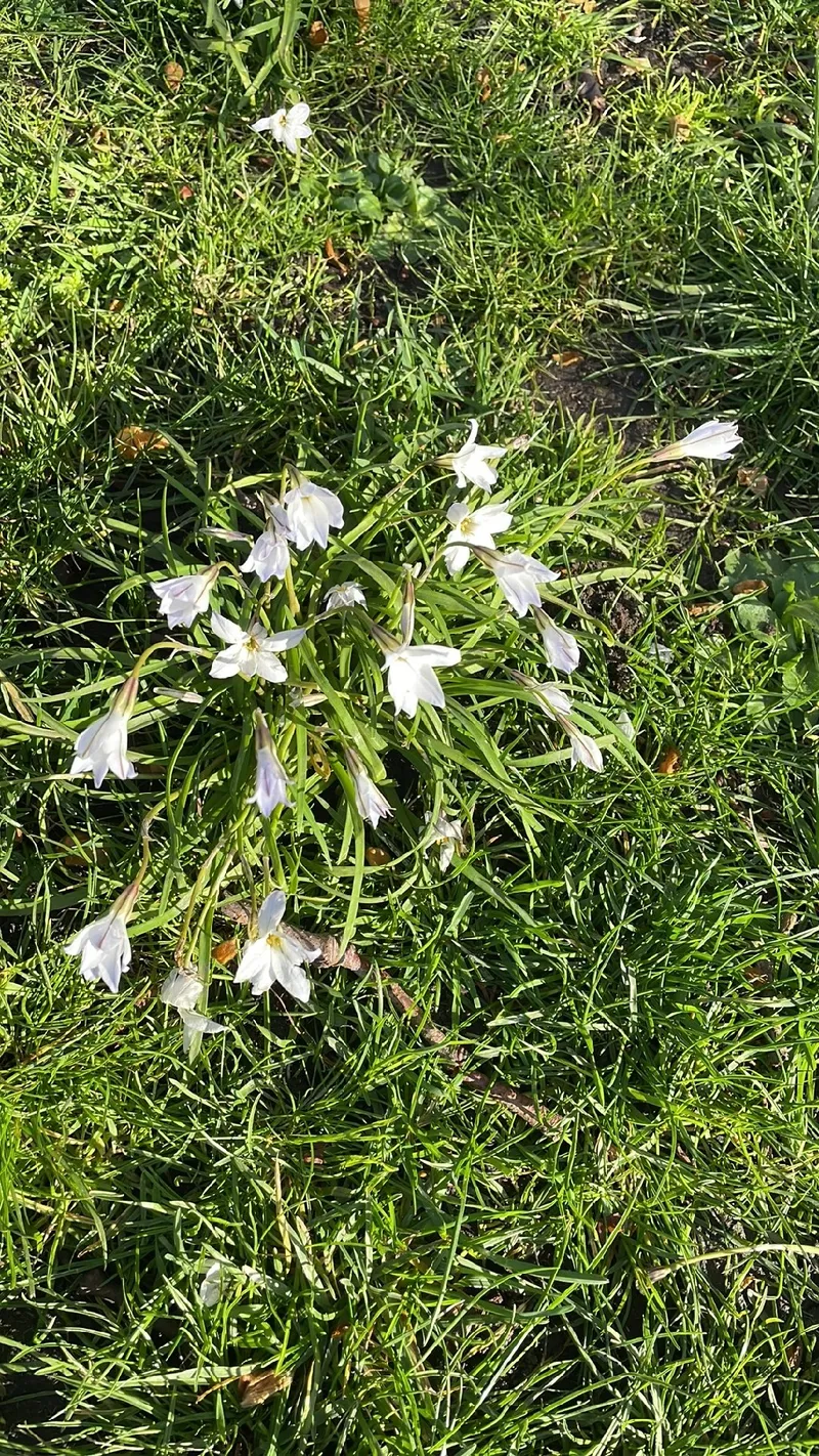 はなはな ハナニラ（花韮）の魅力と意味：花言葉と文化的な背景について
