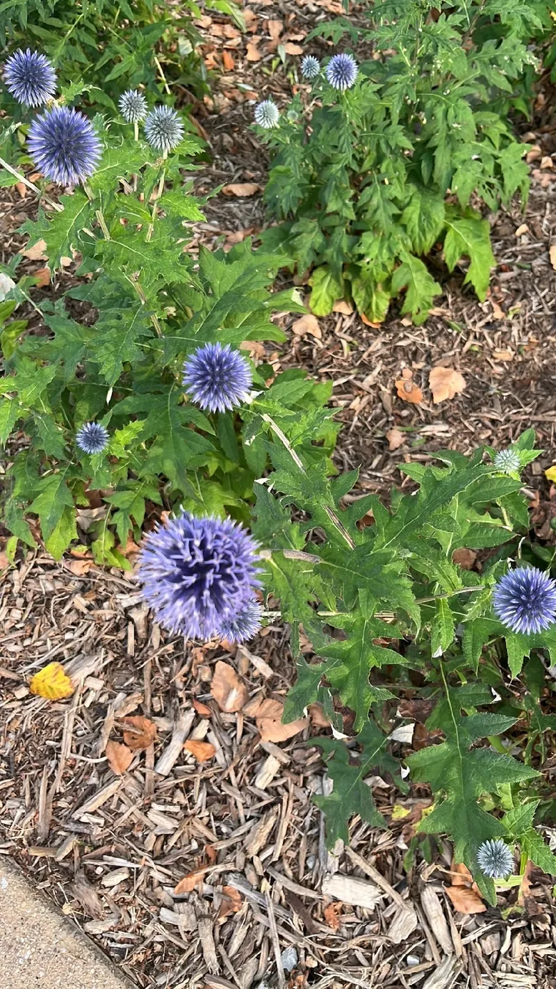 ルリタマアザミ（瑠璃玉薊）の花言葉とその魅力：美しい象徴の背景と用途