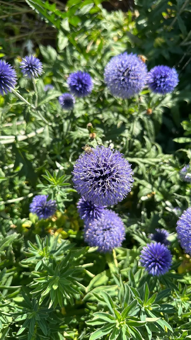 ルリタマアザミ（瑠璃玉薊）の花言葉とその魅力：美しい象徴の背景と用途