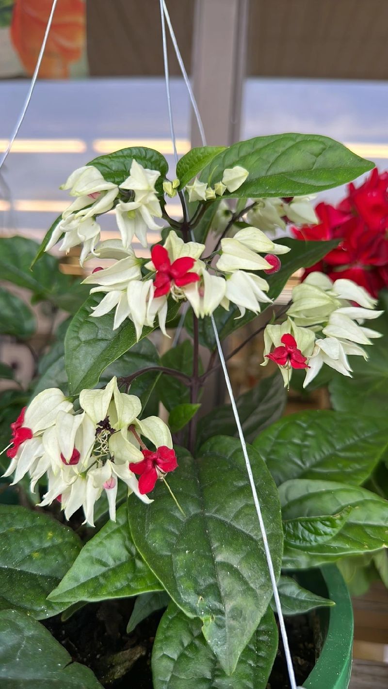 Bleeding Heart Vine aka Glorybower - Nature's Gateway