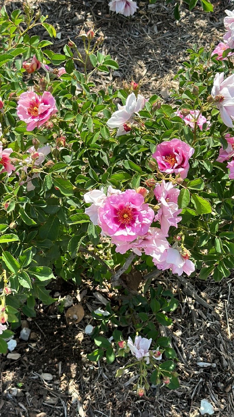California Style Roses Unveiling the Allure and Symbolism of the California Wildrose