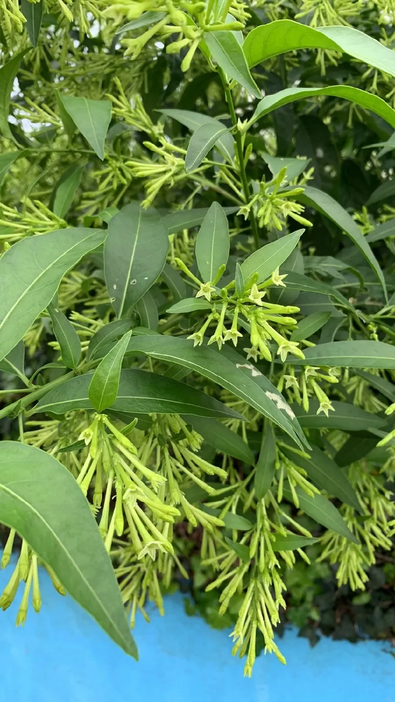 Die Bedeutung und Sprache des Nachtjasmins: Ein Einblick in die zauberhafte  Blume