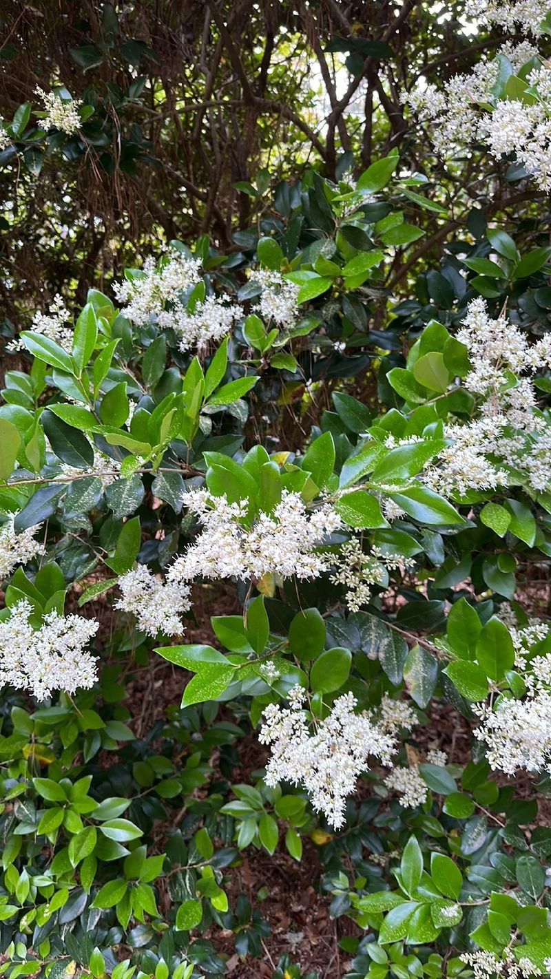 photinia red robin hedge Photinia Red Robin