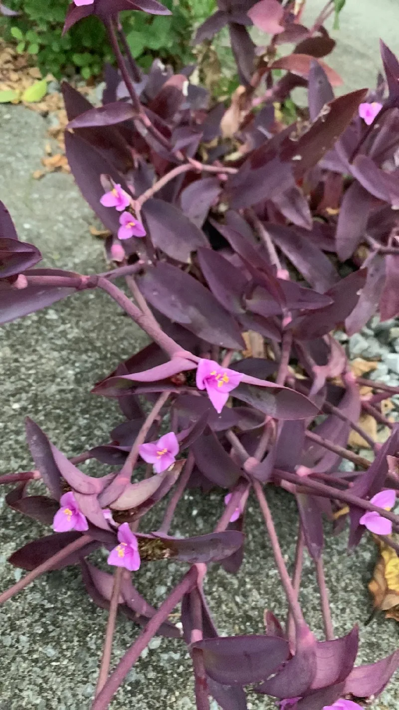 El Significado y la Magia de Amor de Hombre en la Lengua de las Flores