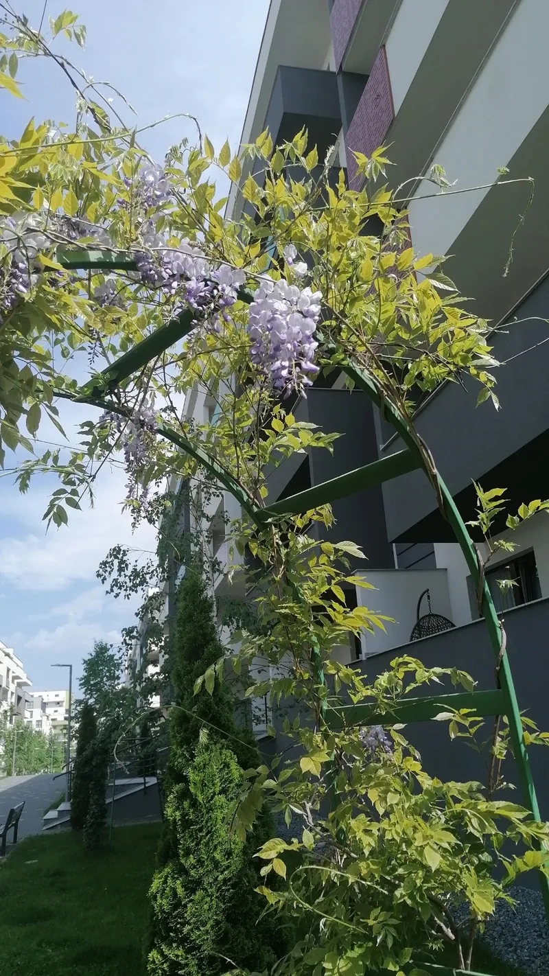 Die Bedeutung und Sprache der Blume Chinesischer Blauregen: Symbolik und  Verwendung