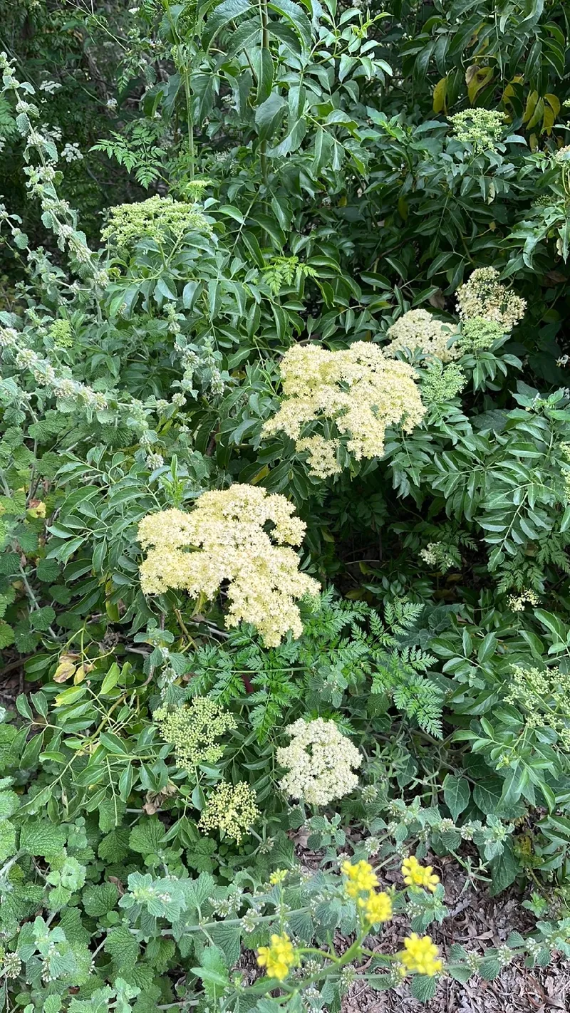 セイヨウニワトコ（西洋接骨木）: 花言葉と文化的意味