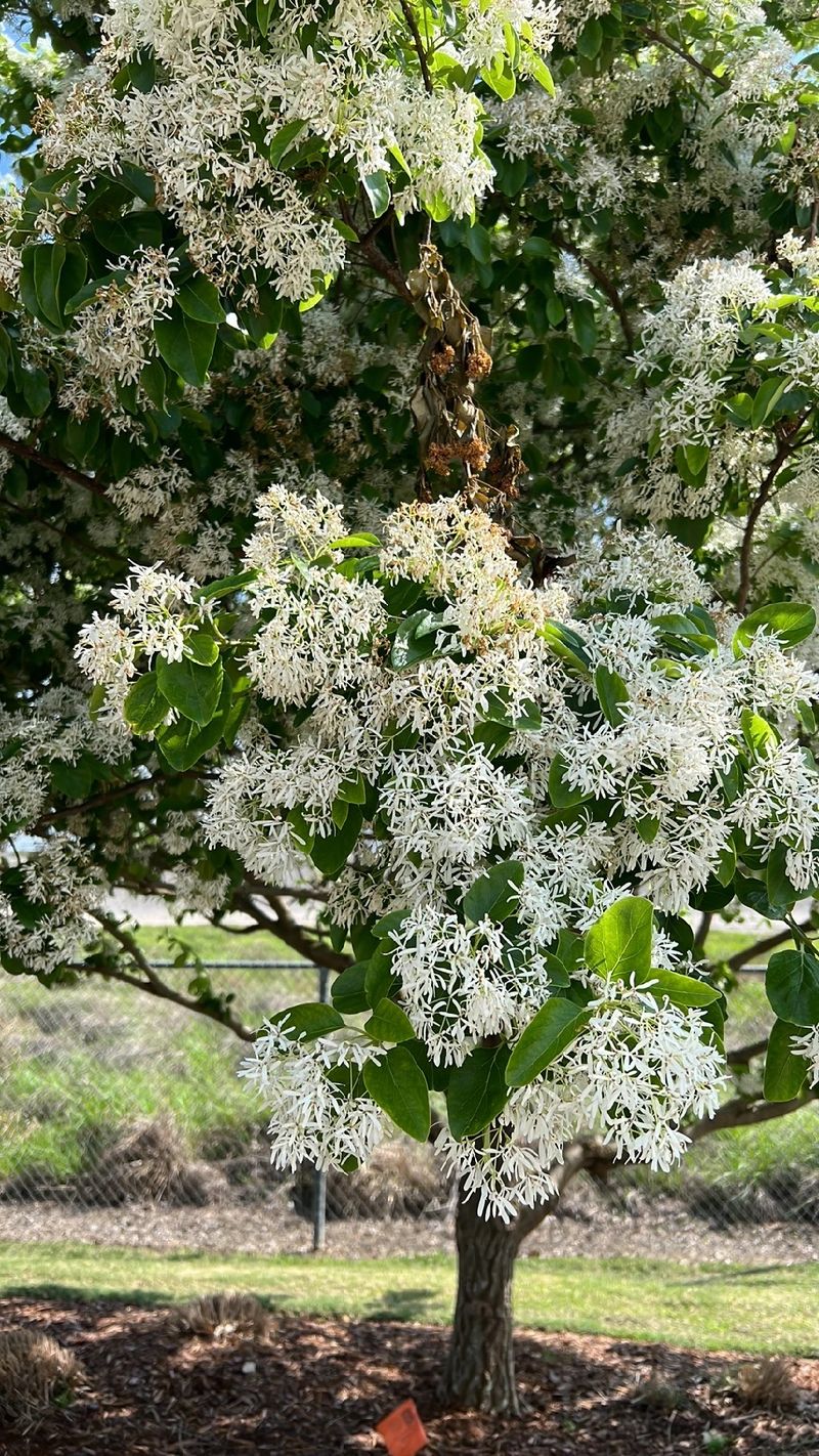 The Symbolism and Beauty of the Chinese Fringetree