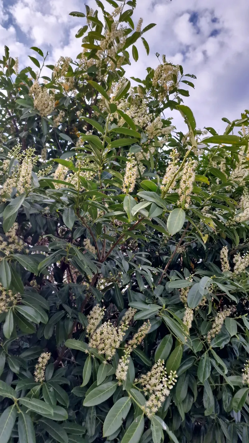 The Alluring Cherry Laurel: History, Symbolism, and Uses in Floral Design