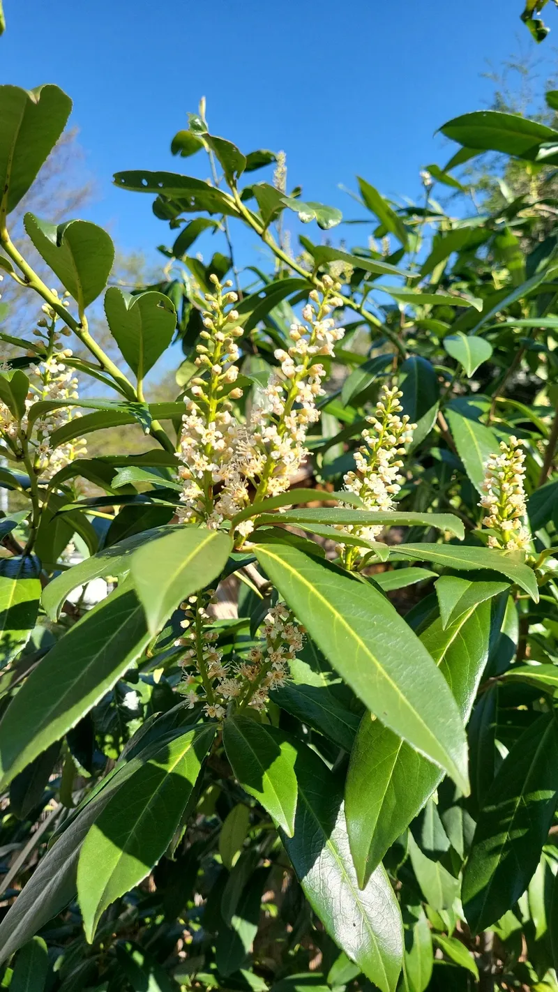 The Alluring Cherry Laurel: History, Symbolism, and Uses in Floral Design