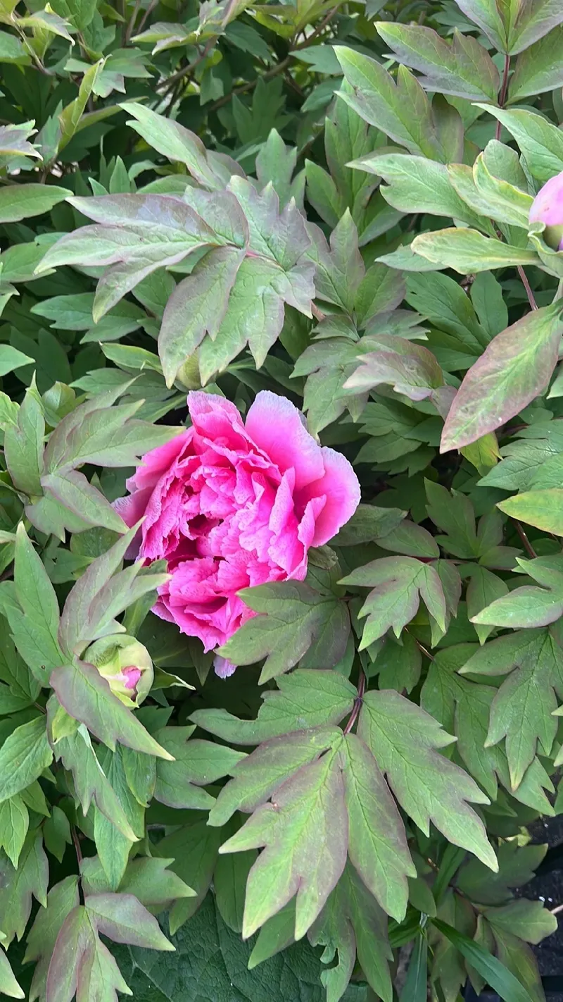 ボタン（牡丹）の魅力と意味〜歴史と文化的背景に迫る〜 