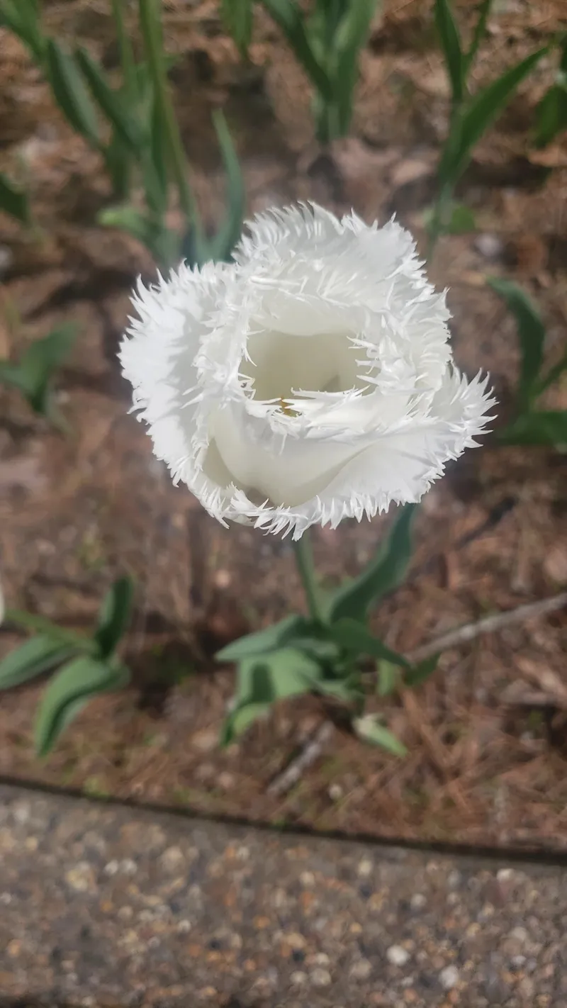 揭開鬱金香的秘密：一種浪漫與文化的象徵