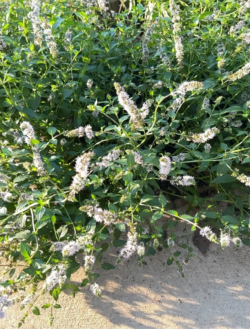スペアミントの花言葉と文化的意義: 魅力に満ちたハーブを探る スペアミントの花言葉と文化的意義: 魅力に満ちたハーブを探る