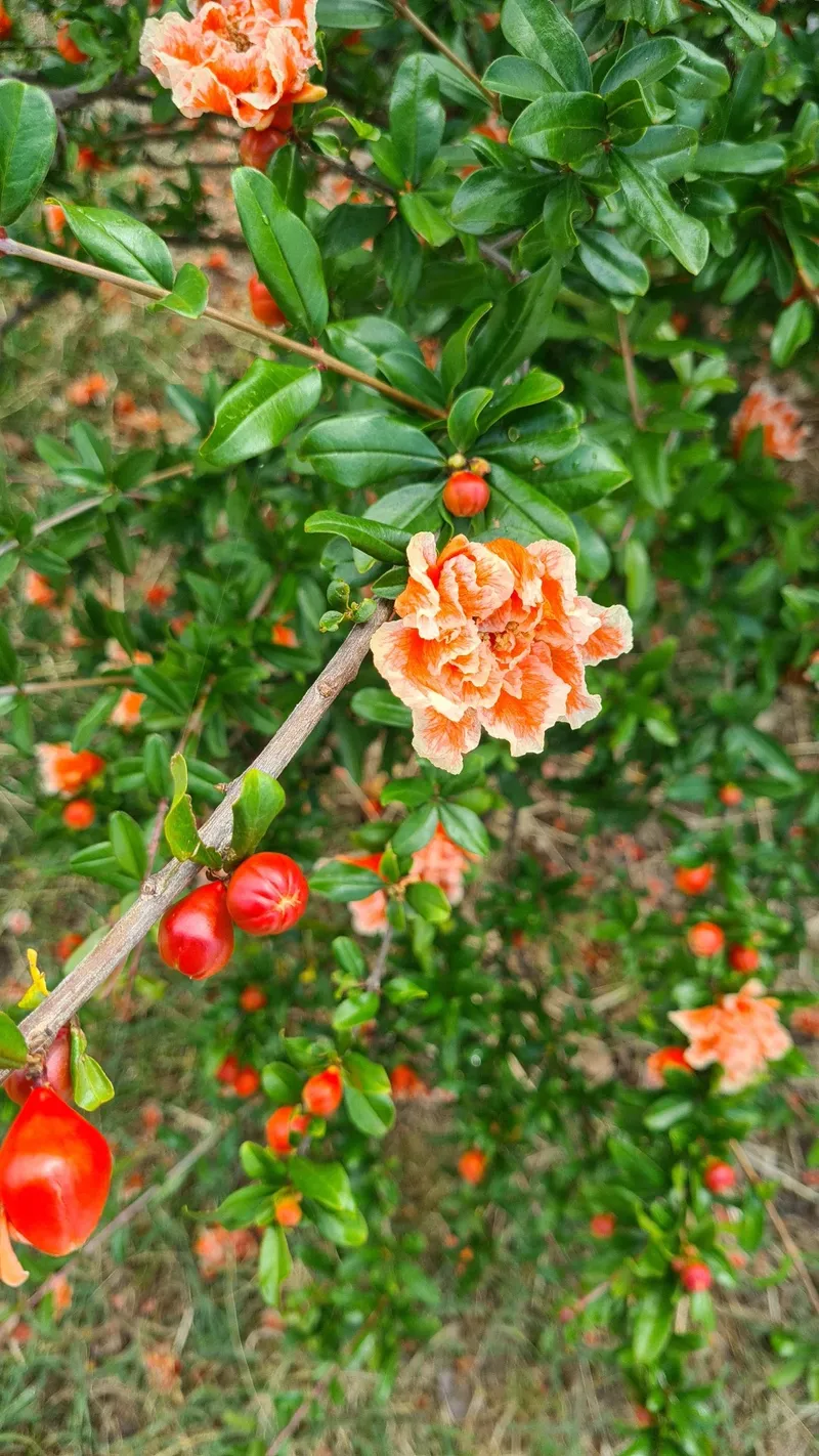 De Betekenis en Taal van de Granaatappel in de Bloemenwereld, image size:800x1422