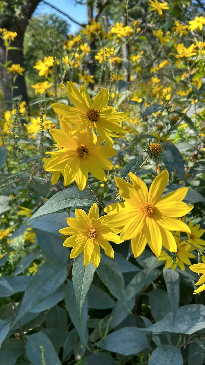 キクイモ（菊芋）の言葉と意味：深い文化的象徴を探る
