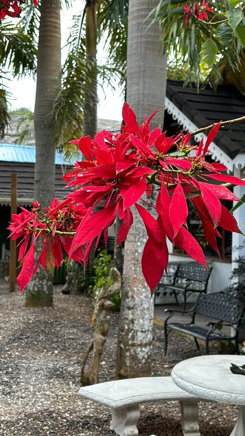 Paixão | Flores Permanentes e Secas (@paixao_floresrj) • Instagram photos  and videos, image size:800x1422