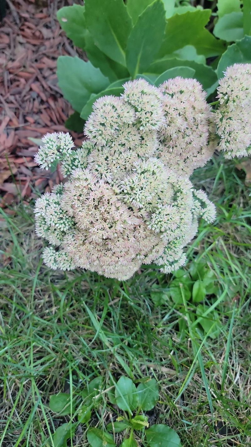 The Language and Meaning of Orpine: A Timeless Blossoming Beauty