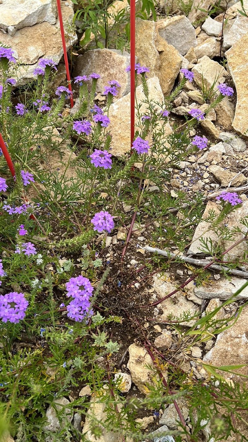 Discover the Beauty and Symbolism of Dakota Mock Vervain