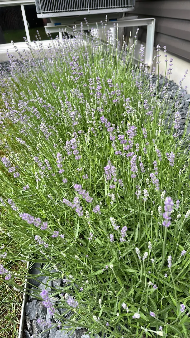 The Language and Meaning of English Lavender in Flower Symbolism