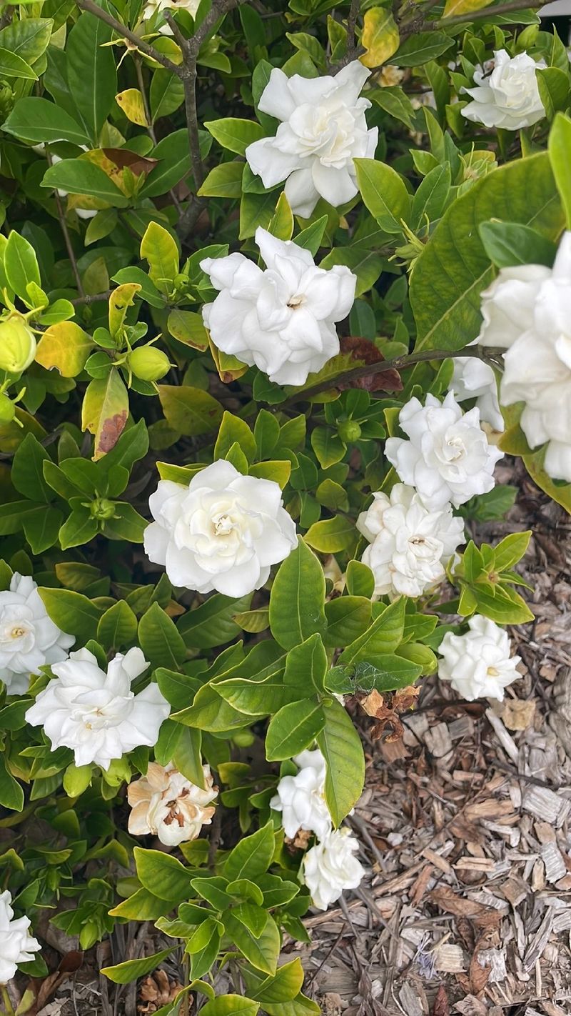 Exploring the Symbolism and Allure of Cape Jasmine Flowers