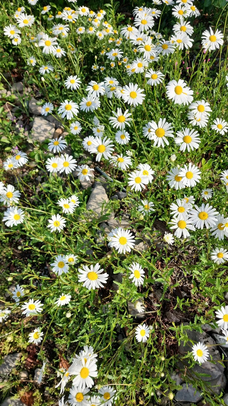 Narciso Díaz de Escovar - Wikipedia, la enciclopedia libre, image size:800x1422