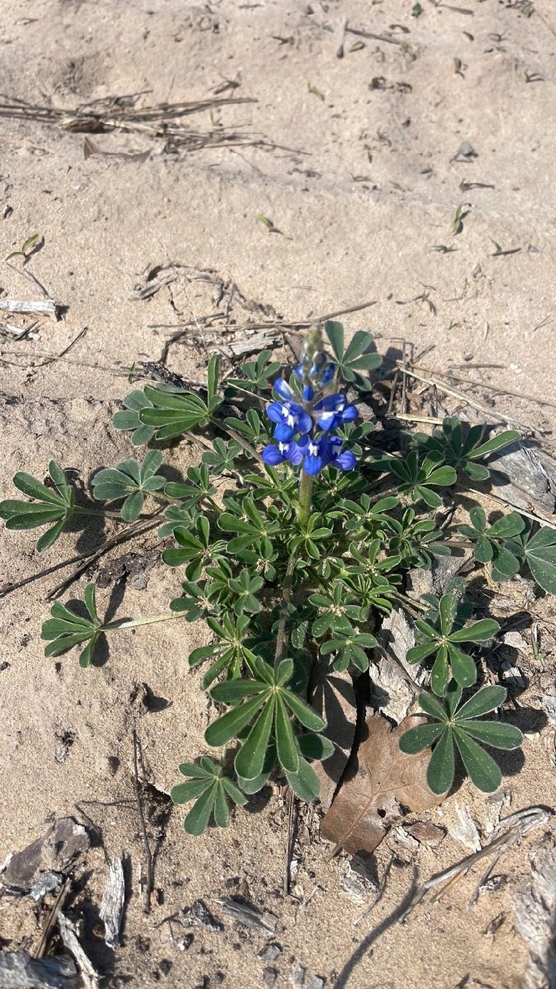 テキサスブルーボンネットの花言葉とその歴史的・文化的な意義