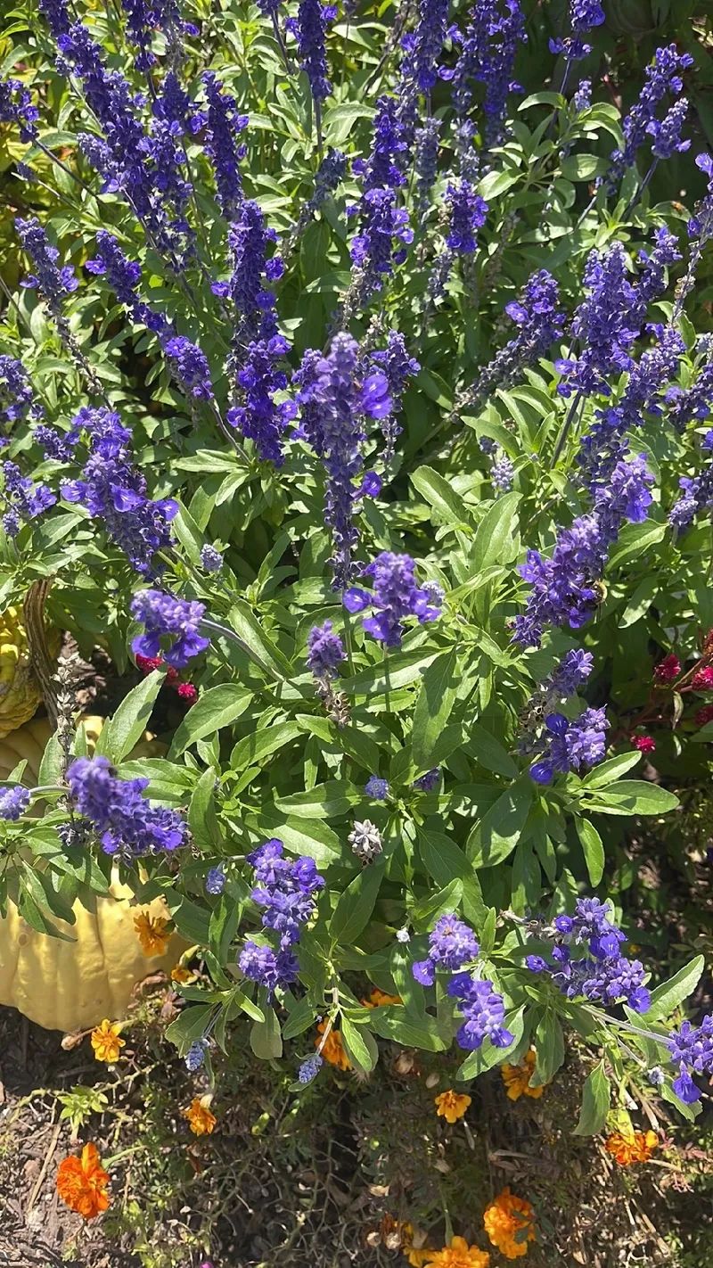 ブルー サルビア 花 言葉
