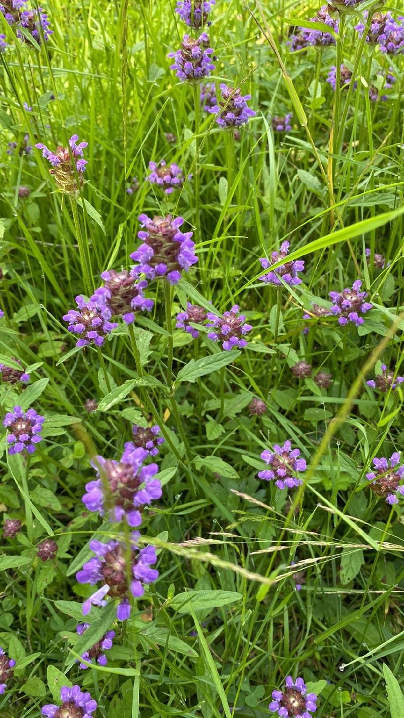 The Symbolism and Cultural Significance of the Common Selfheal Flower