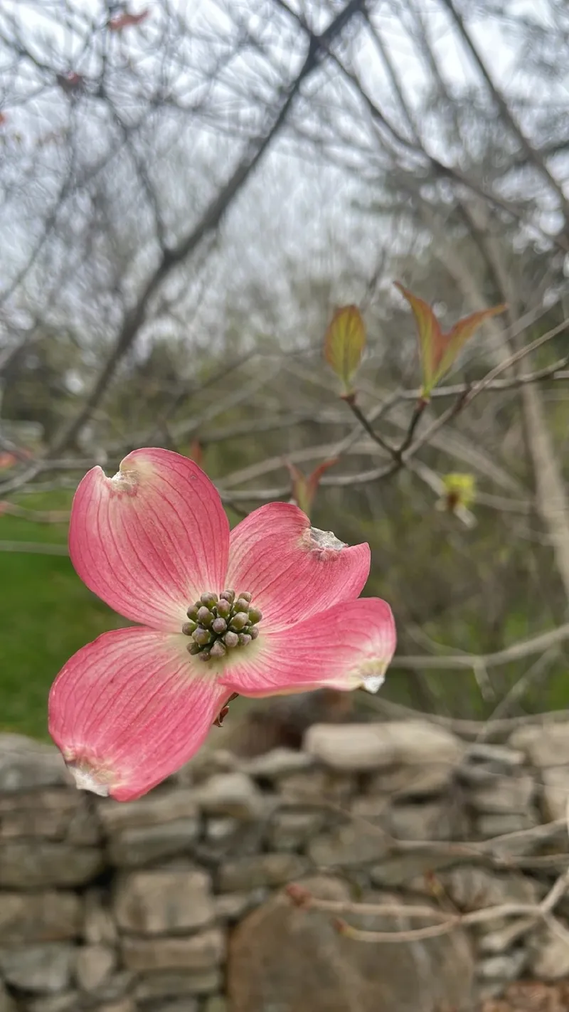 ハナミズキ（花水木）の花言葉と歴史的・文化的意義について