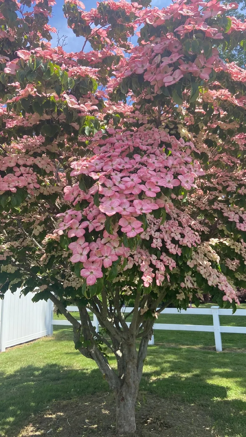 ヤマボウシ の 花
