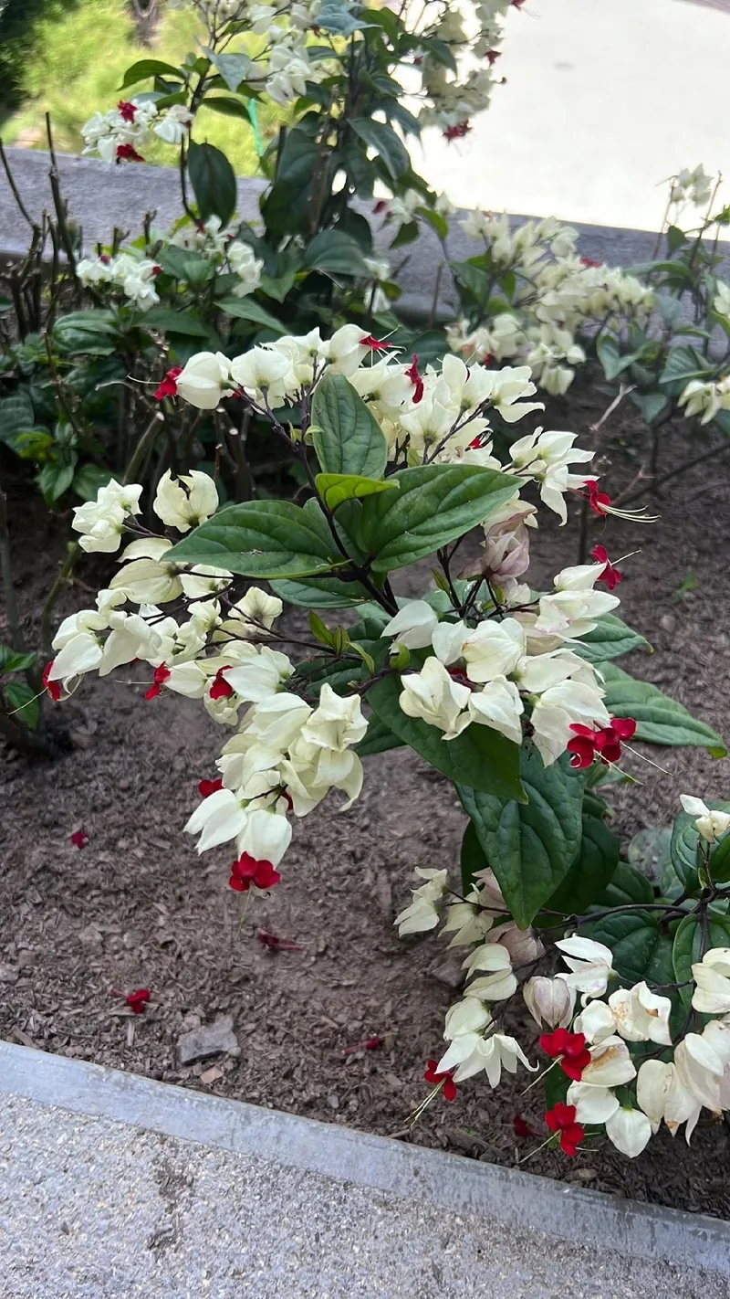 ゲンペイカズラ（源平葛）の花言葉と文化的な意義とは？