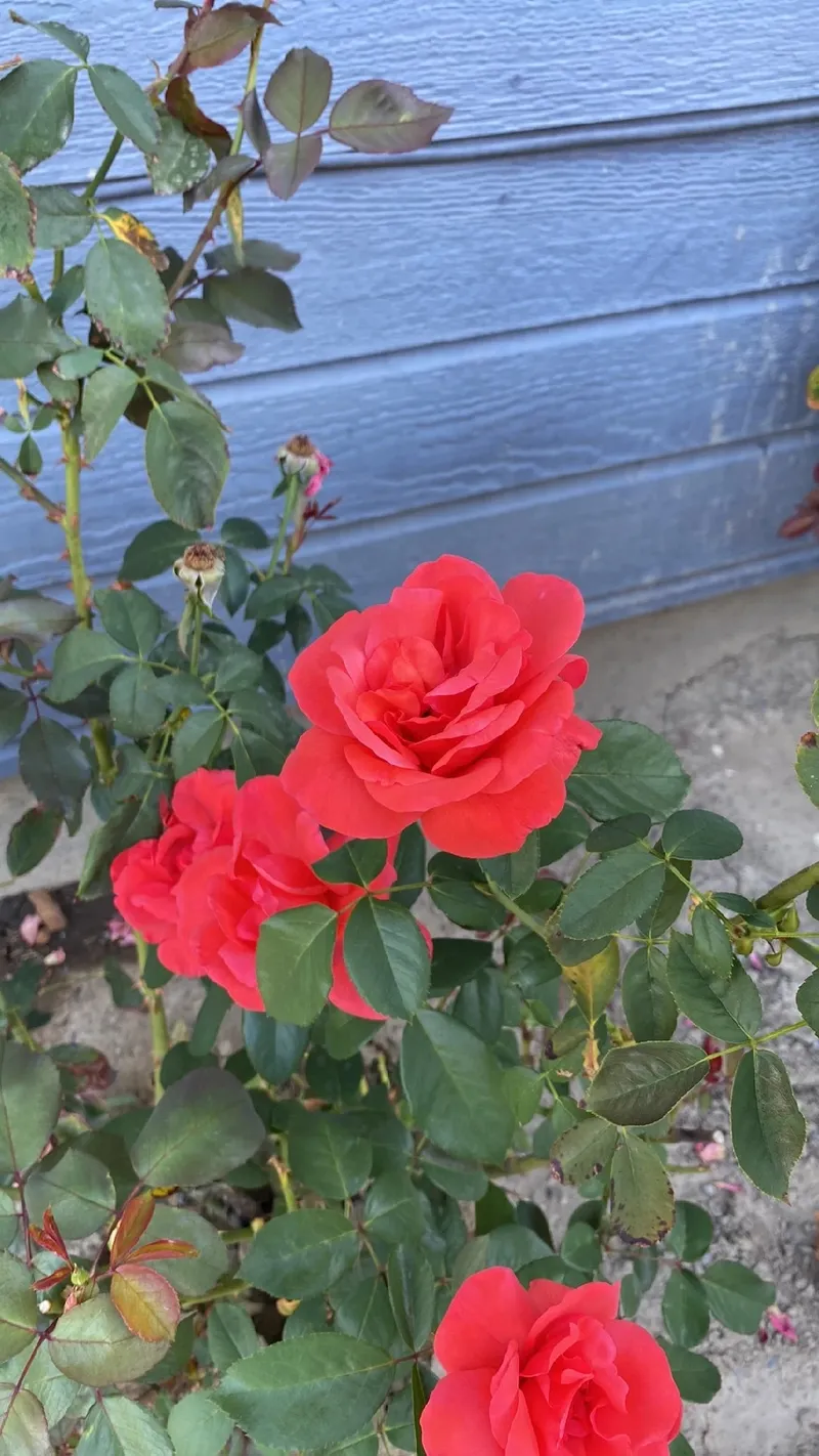 Buque de flor de cetim 🌹🥰 #flores #facavocemesmo #fyb | TikTok, image size:800x1422