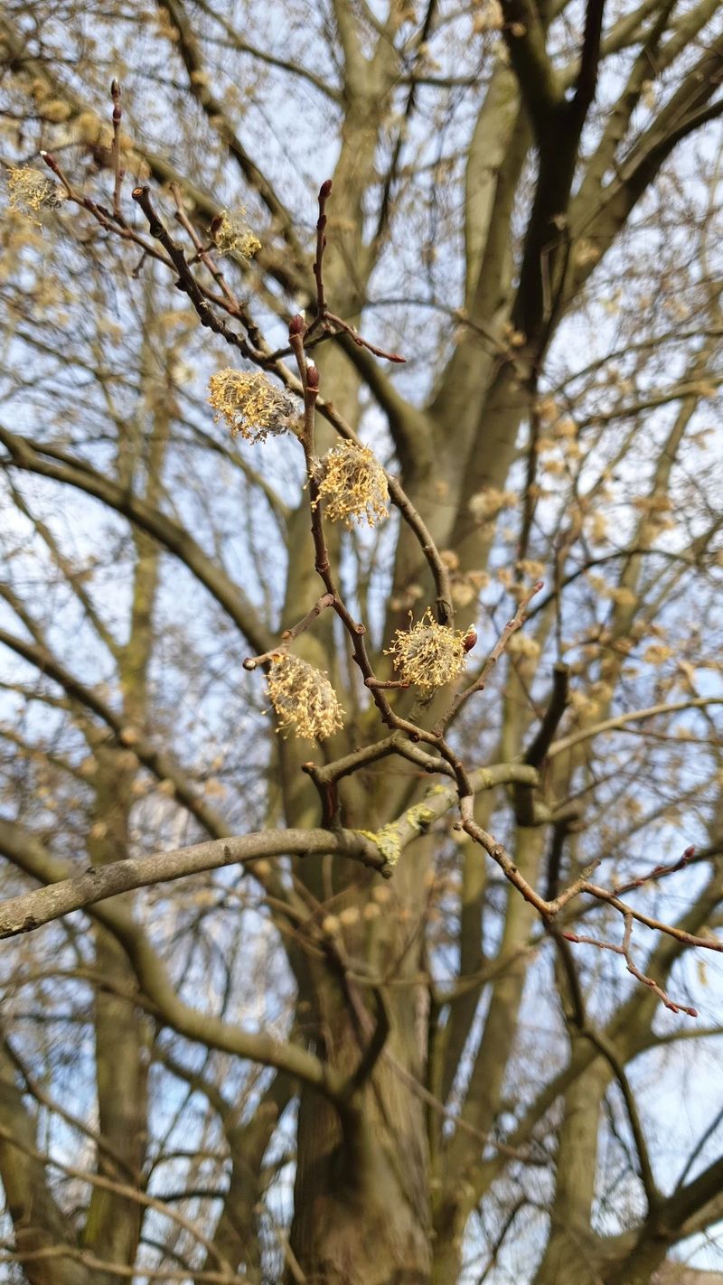 Discover the Charm and Symbolism of Goat Willow Flowers