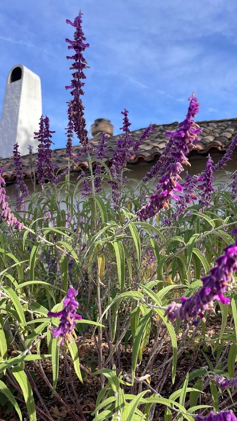アメジストセージの魅力と花言葉 - 美しさとシンボルの世界