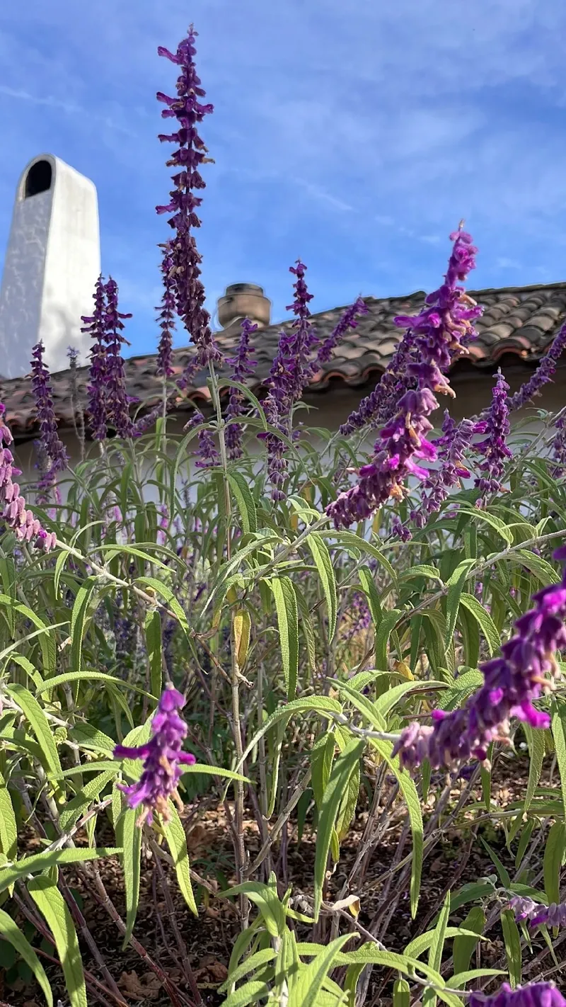 アメジストセージの魅力と花言葉 - 美しさとシンボルの世界