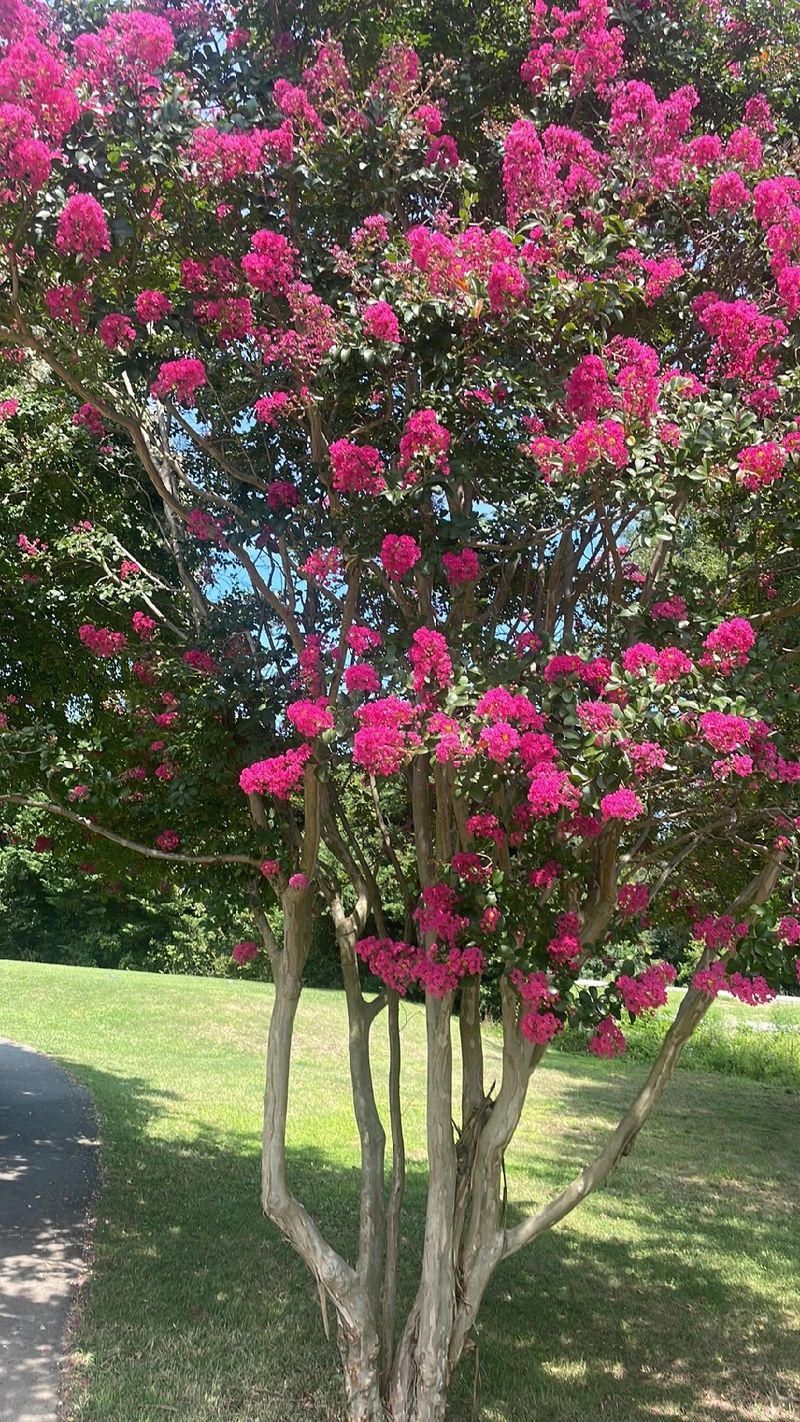 De Betekenis van de Lagerstroemia: Symboliek en Cultuur, image size:800x1422