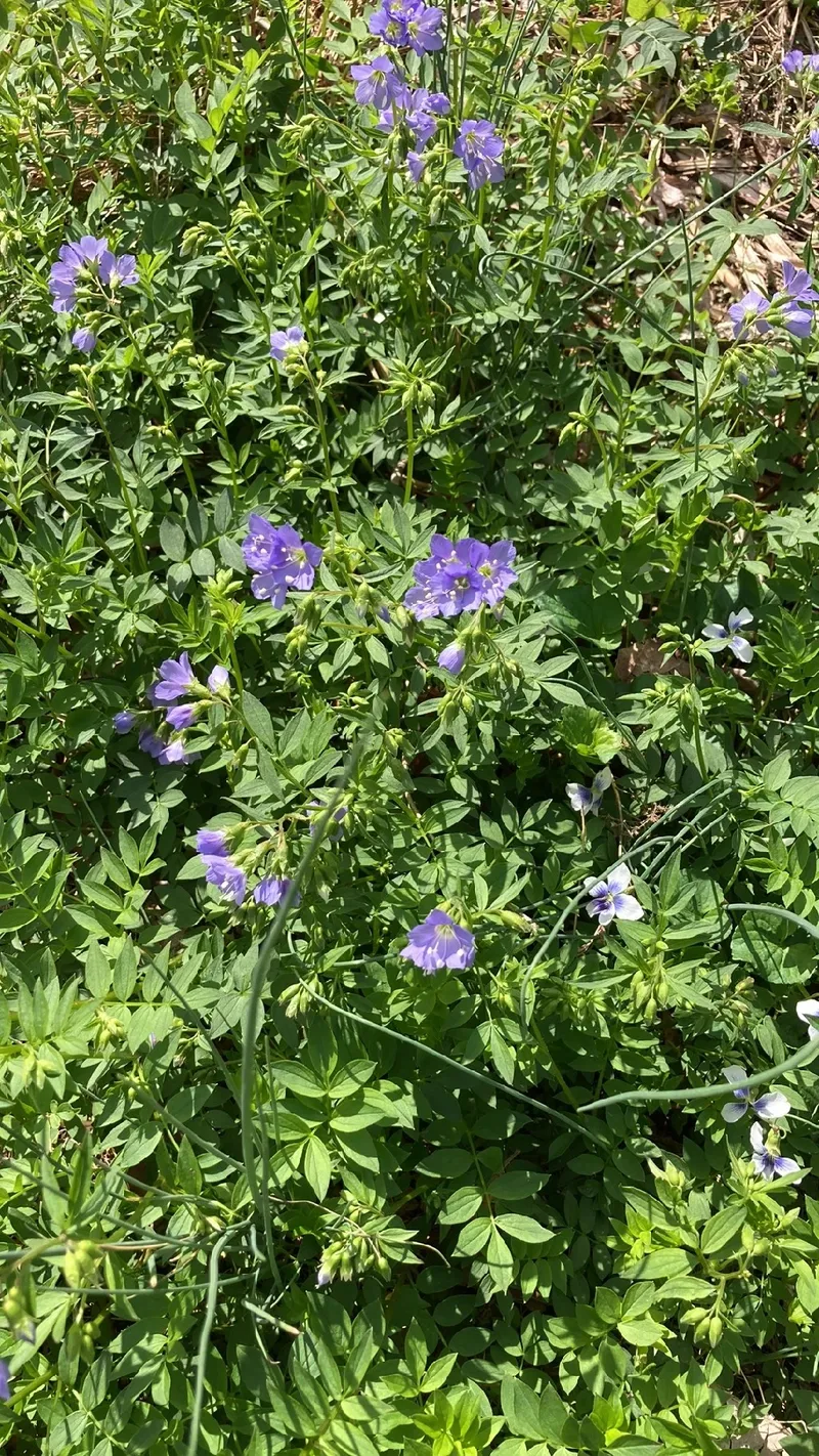Kriechende Jakobsleiter: Die Sprache und Bedeutung dieser einzigartigen  Blume