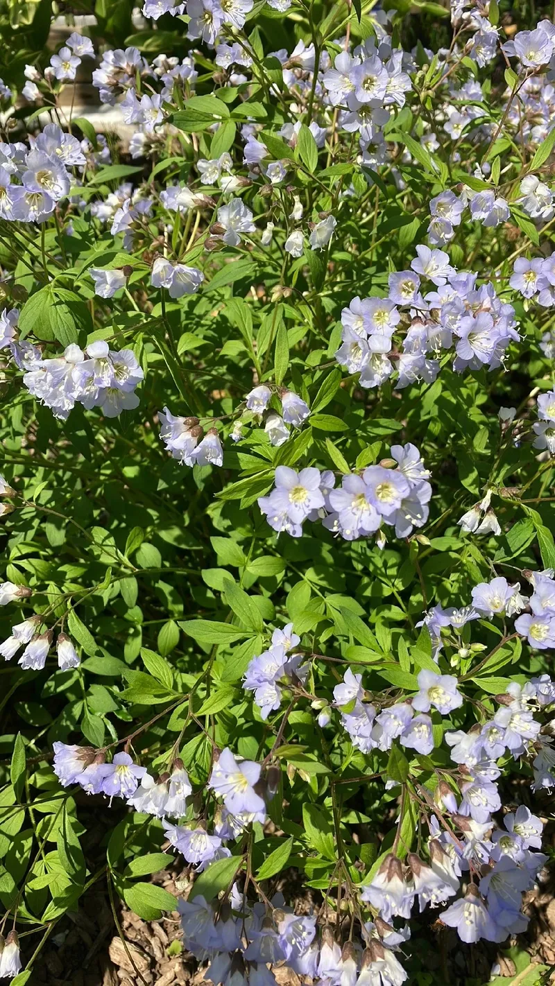 Kriechende Jakobsleiter: Die Sprache und Bedeutung dieser einzigartigen  Blume