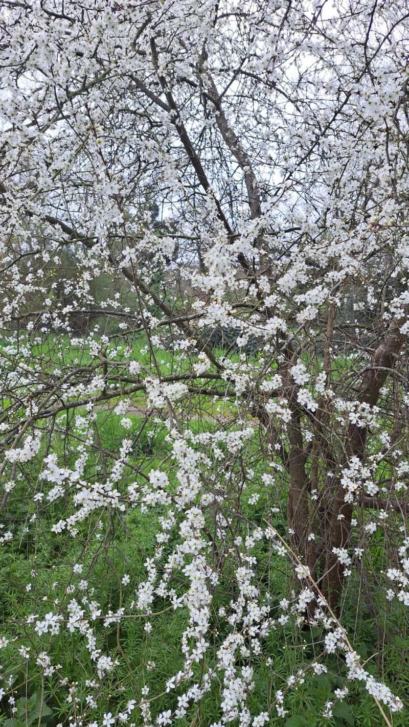 Significado e Beleza do Abrunheiro: A Linguagem das Flores Revelada