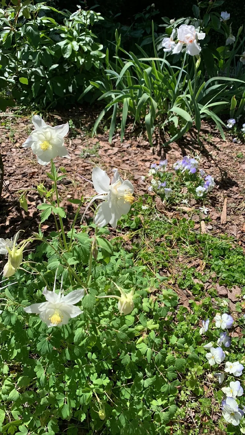 ソライロオダマキ（空色苧環）の花言葉と文化的な意味を探る